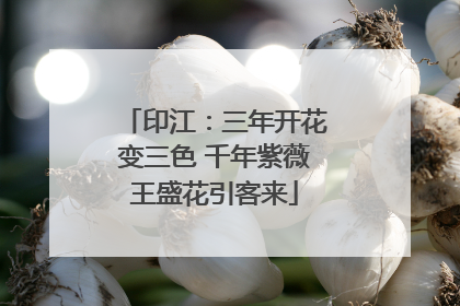 印江：三年开花变三色 千年紫薇王盛花引客来